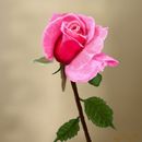 frienship-rose