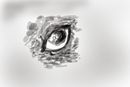 grey-eye- grey-eye-