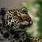 leopard by andypandy31