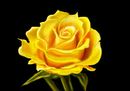 yelow-rose