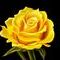yelow-rose by nela_alen