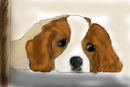 cute-dog