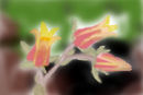 yellow-and-pink-flower
