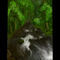 forest-stream by helyn1469