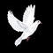 dove-for-sankar by kutedymples