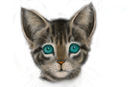 blue-eyes-kitten