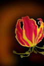 flame-lilly