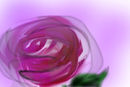 roses-of-summer