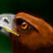 aguila-eaggle by peke7