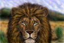 lion-in-savanna