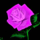 pink-rose