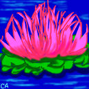 waterlilly
