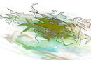 monster-in-the-swamp