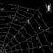 spider by kay14
