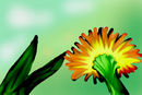 little-sunshine