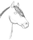 horsee-not-finishedd