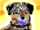 australian-shepherd