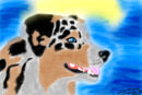 australian-shepherd-2