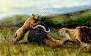 lions-hunting