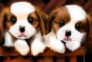 cute-dogs