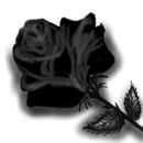 black-rose