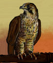 falcon