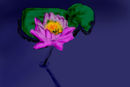 lilly-flower