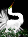 egret
