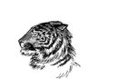 tiger-schetch-black-an