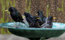 birds