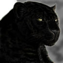 black-panther black-panther