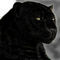 black-panther by hakan