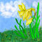 daffodil-sky by michelini