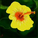 hibiscus