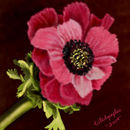 pinks