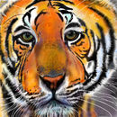 tiger-tiger-2 tiger-tiger-2