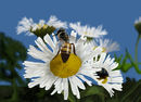 bzzz
