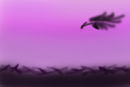 feather-in-sunset