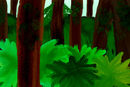 forest1