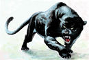 panther