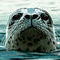 seal by marilens