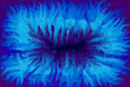 coral coral