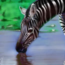 zebra