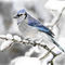 eating-snow by hakan