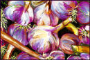 fresh-garlic fresh-garlic