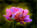 rose-of-life rose-of-life