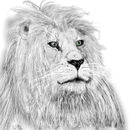 pencil-lion