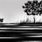 saplings by Bannie