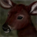 fawn