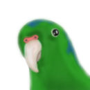 my-pacific-parrotlet-p